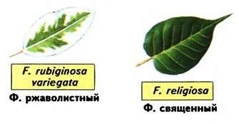 ficus lehdet