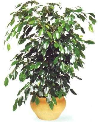 Ficus Benjamin kaunein kukka