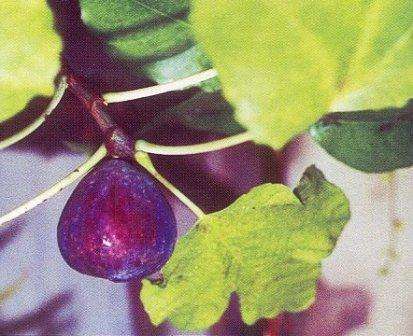 ficus carica on hämmästyttävä kasvi