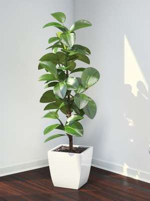 όμορφο ficus για το σπίτι