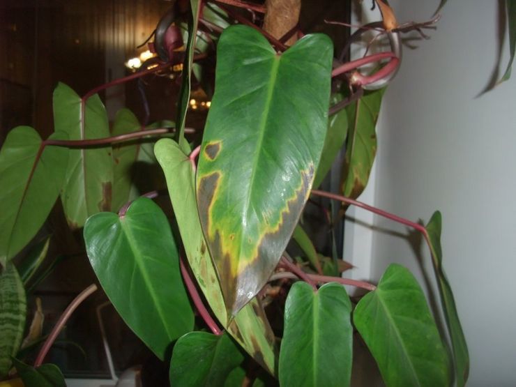 Philodendron skadedyr og sygdomme