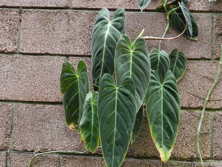 Philodendron χρυσό μαύρο