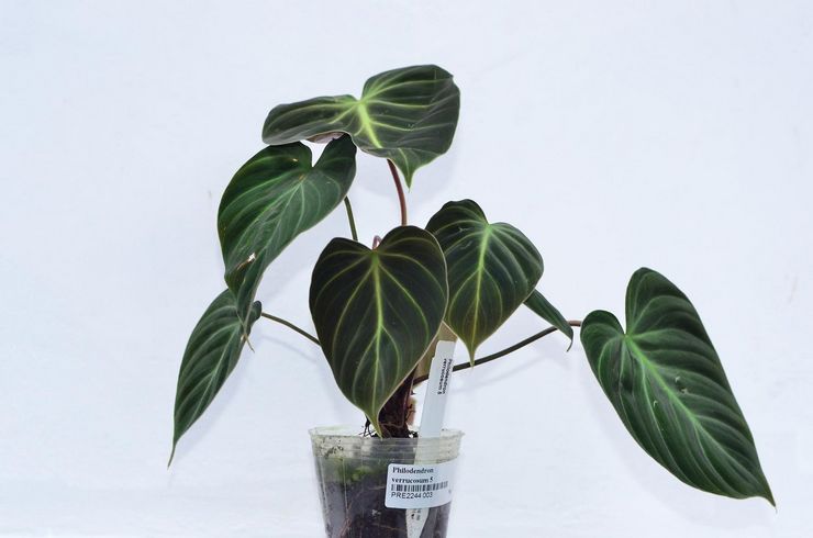 Philodendron vorte