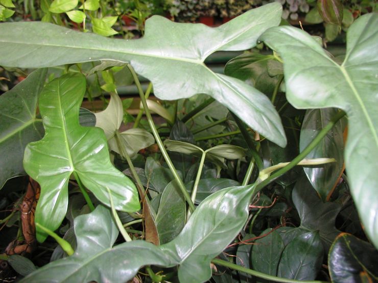 Philodendron guitar