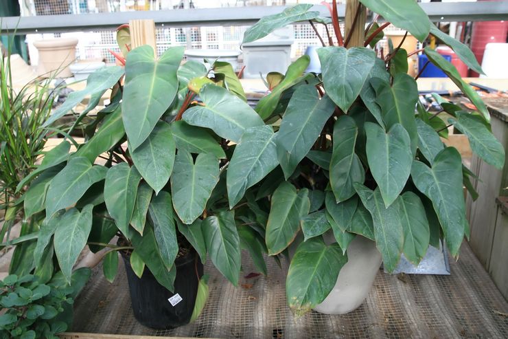 Philodendron rødmer