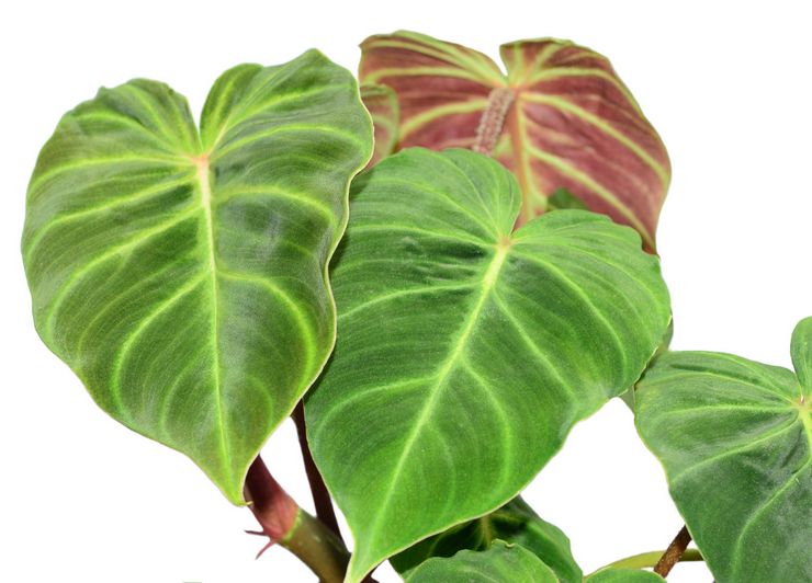 Beskrivelse af philodendron