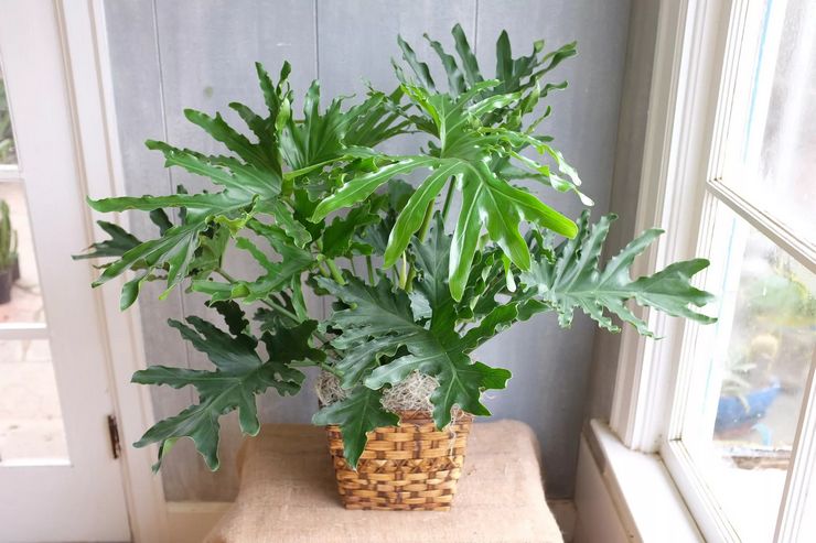 Pasning af en philodendron derhjemme