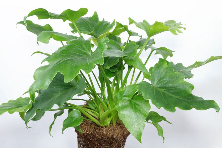 Jord til dyrkning af philodendron