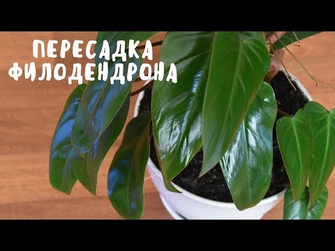 زرع PHILODENDRON. بلدي الزهور. تجربتي الخاصة.