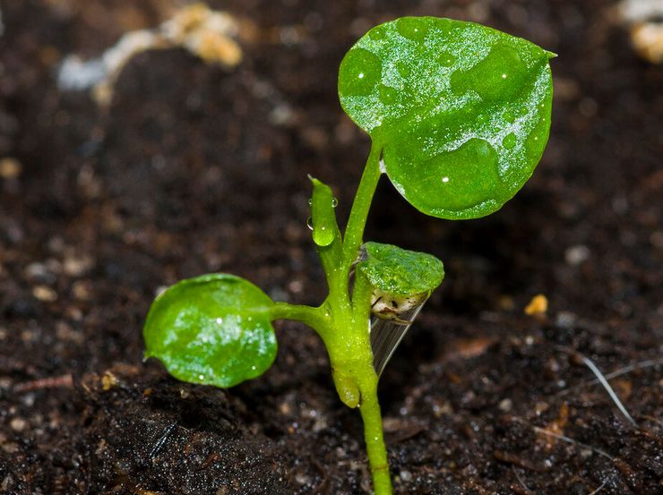 Dyrkning af en filodendron fra frø