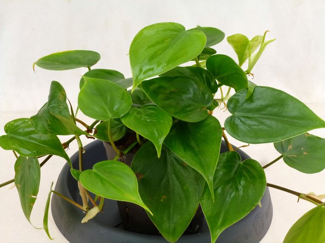 Philodendron pleje