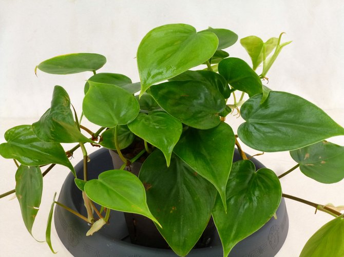 Φροντίδα Philodendron