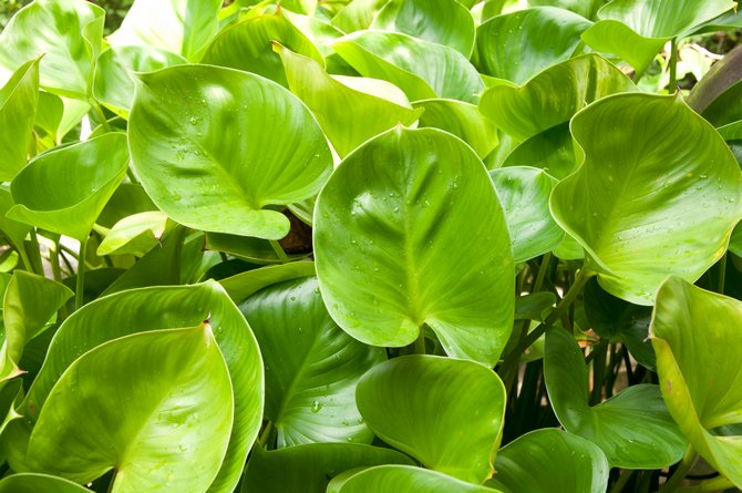 philodendron μπορεί να είναι αρκετά επικίνδυνο για την ανθρώπινη υγεία