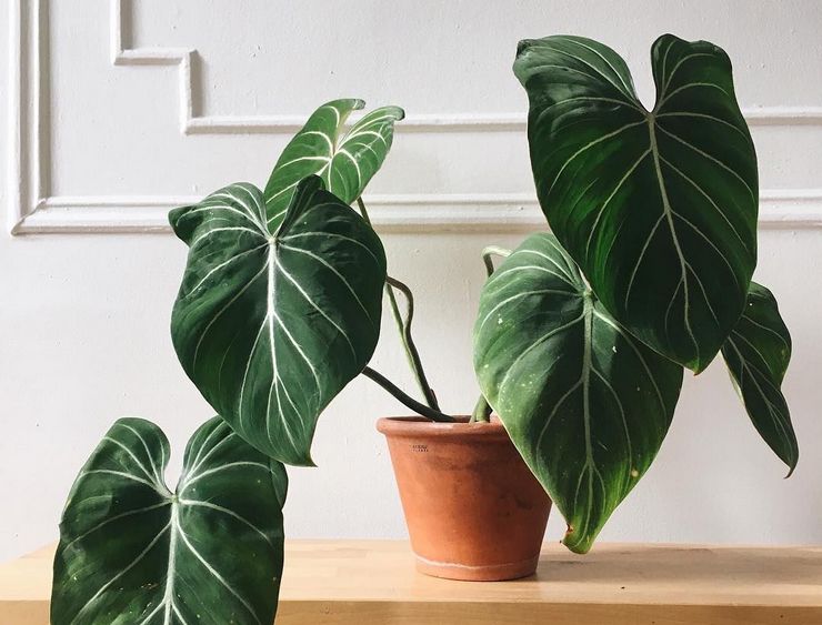 Philodendron plante