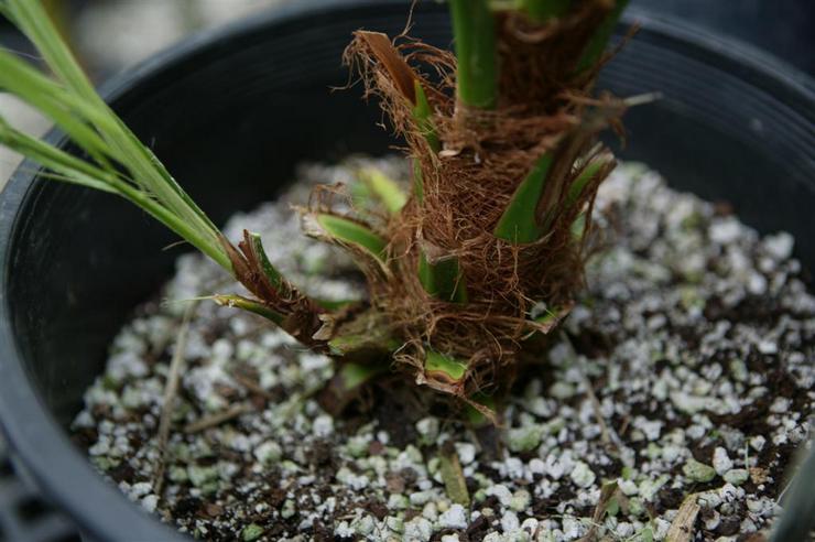 Komplexné minerálne hnojivá sa odporúčajú aplikovať v tekutej forme