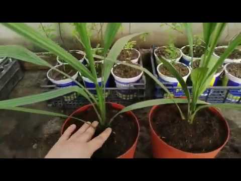 Φοίνικας από σπόρο: μεταφύτευση νεαρών φυτών