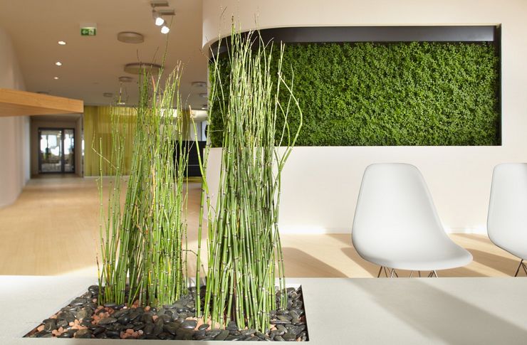 Zelené rastliny pre rôzne štýly interiéru