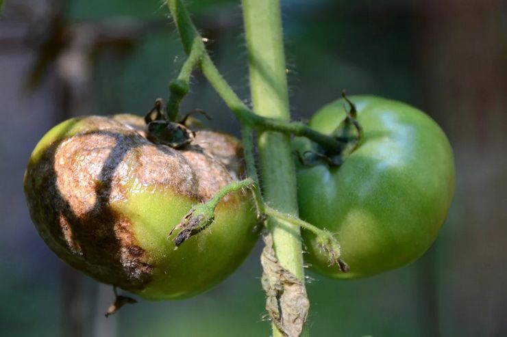 Phytophthora på tomater