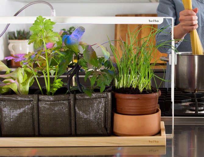 Πώς να φτιάξετε φυτολάμπες για φυτά με τα χέρια σας; Φυτολαμπτήρες LED για φυτά