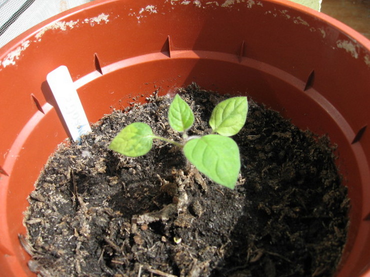 Sådan dyrkes physalis