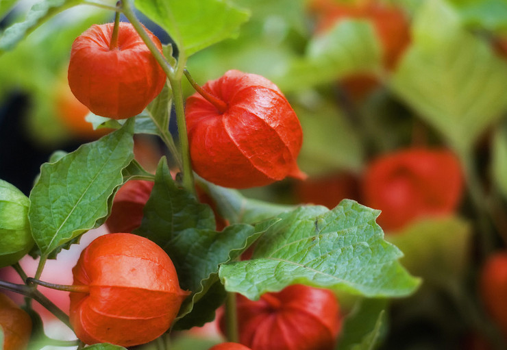 Physalis - زراعة ورعاية في المجال المفتوح. تزايد فيزاليز من البذور. الوصف والأنواع. صورة فوتوغرافية