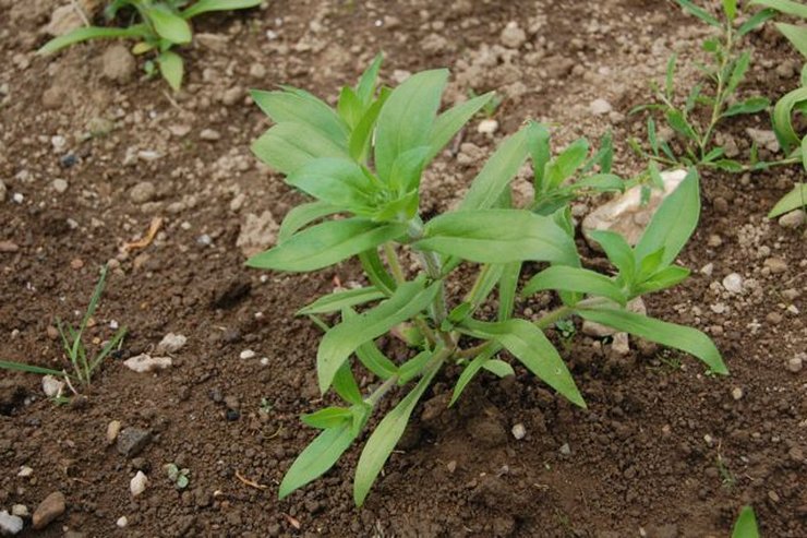 Så snart alle frøene spirer, er det nødvendigt at foretage den første løsning af jorden og fjerne alle svage og dårligt udviklede planter.