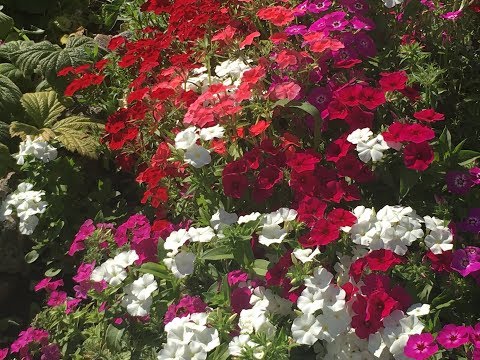 Drummonds phlox er et år gammel. En blomsterhave uden bekymringer.