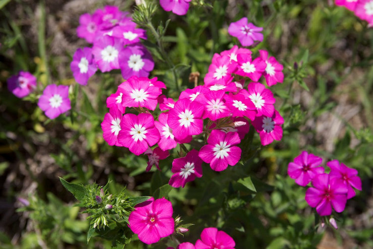 Phlox Drummond - plantning og pleje i det åbne felt. Voksende Drummond phlox fra frø, formeringsmetoder. Beskrivelse, typer. Foto