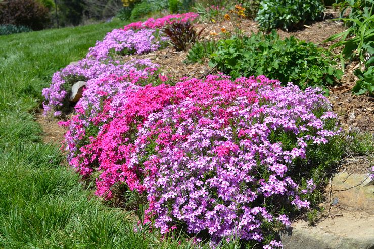 Phlox -subulaatin kuvaus