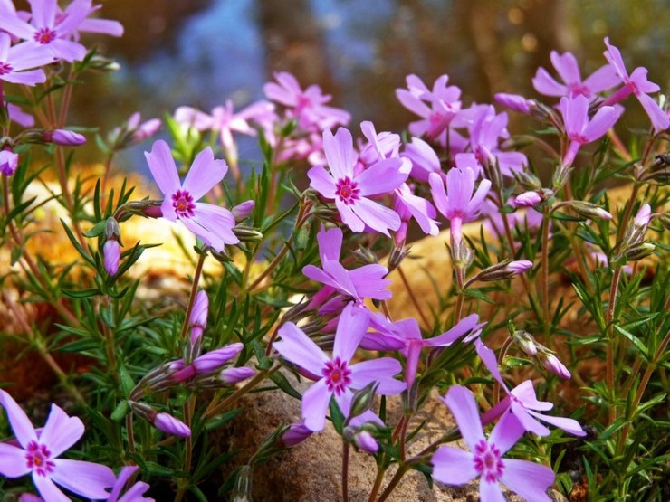 Phlox styloidin sairaudet