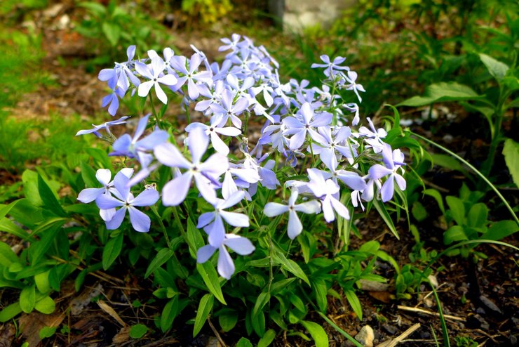 Phlox -subulaatin lisääntyminen