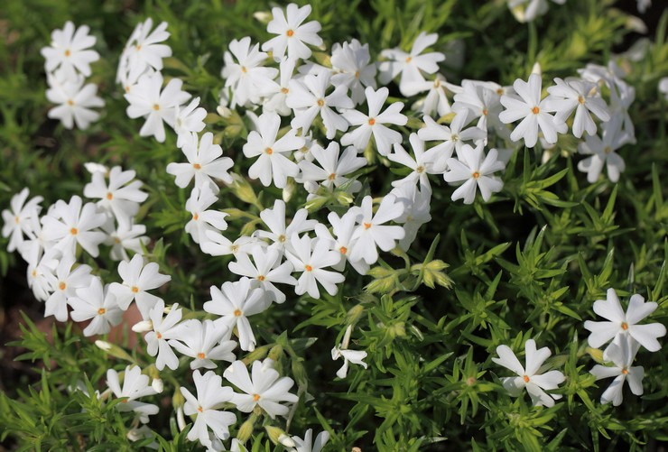 Phlox -lajikkeet subulate