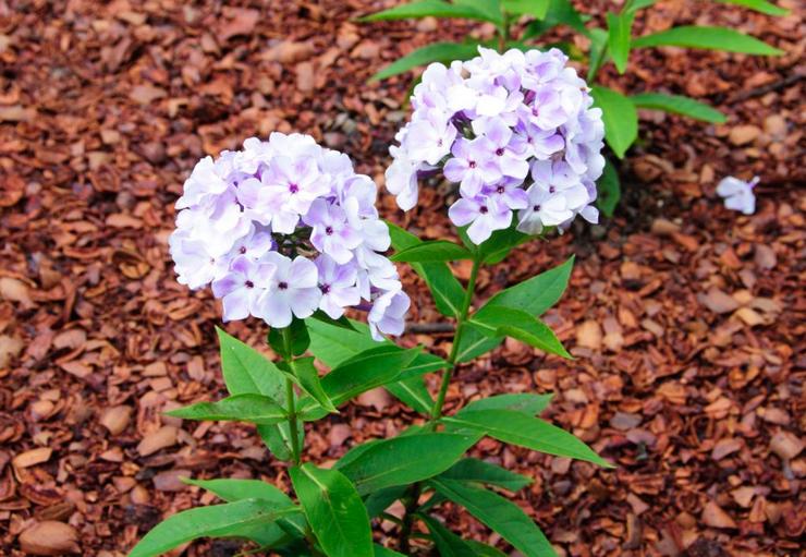 Plantning og pleje af flerårig phlox