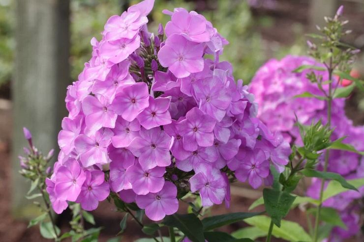 Beskrivelse af phlox