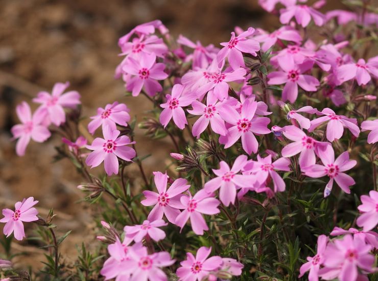 Phlox -subulaatti