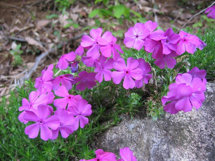 Plantning og pleje af enårig phlox