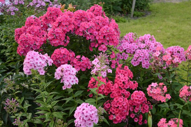 Omsorg for årlig phlox