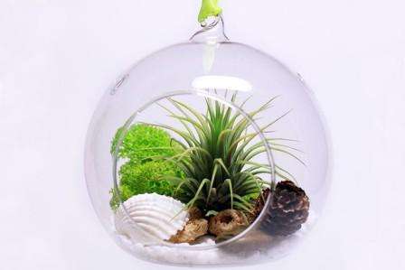 Florarium urobte si sami krok za krokom Florarium urobte si sami krok za krokom