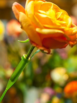 Blomsterhandel for begyndere trin for trin, samling af buketter, læring af indretning med egne hænder, videoer, fotos