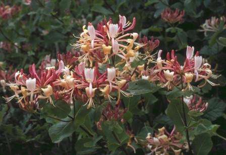 Krøllet kaprifolium til blomsterbed