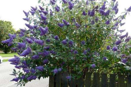 Buddleya David Tento ker kvitne na začiatku jesene. Má názov „Butterfly Bush“