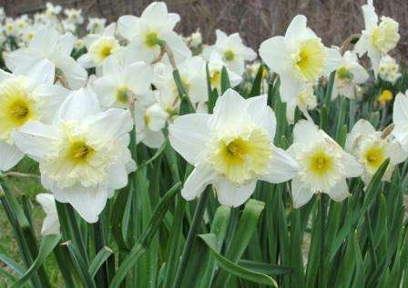 Narcissus, foto af blomster