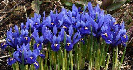 Iris, blomster er underdimensionerede