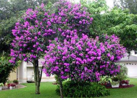 Lilac Bush pre vidiecku záhradu