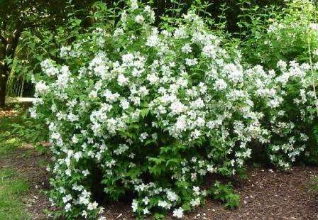 Chubushnik: buske til blomsterbed fotos og navne