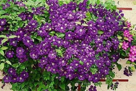 Clematis: duftende planter til haven flerårige fotos