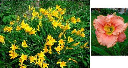 Daylily, voňavé kvety pre záhradnú fotografiu