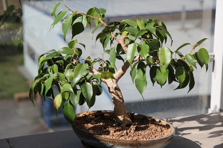 Sådan laver du ficus bonsai