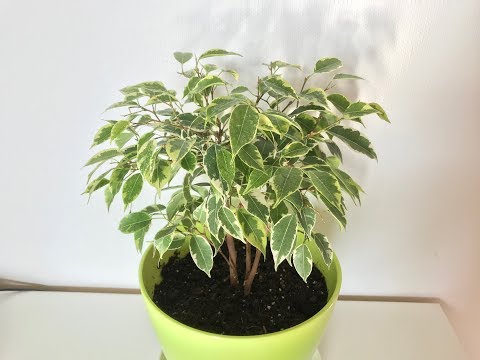 Tvarované koruny Ficusa Benjamina Kinkiho. Orezávanie a zvieranie. Ficus benjamina výstredný