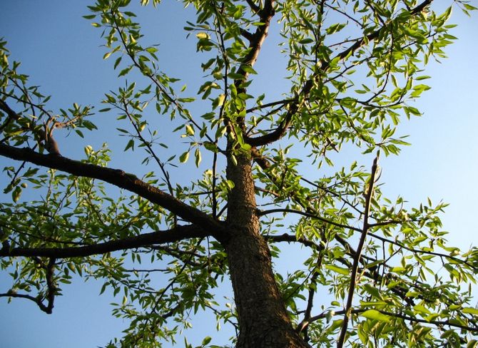 Dannelse af frugttræer ved at bøje uden beskæring